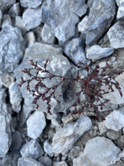 Johanneshowellia puberula