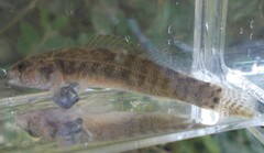 Etheostoma crossopterum