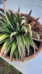 Aristaloe aristata