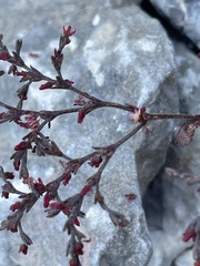 Johanneshowellia puberula