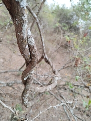 Heteropterys dumetorum