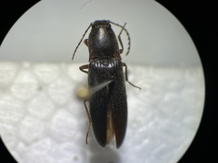 Melanotus longulus oregonensis