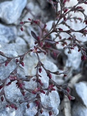 Johanneshowellia puberula