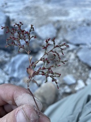 Johanneshowellia puberula