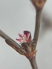 Johanneshowellia puberula