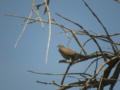 Patagioenas maculosa