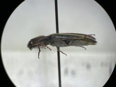 Melanotus longulus oregonensis