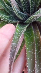 Aristaloe aristata