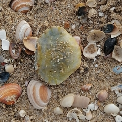 Liocarcinus holsatus