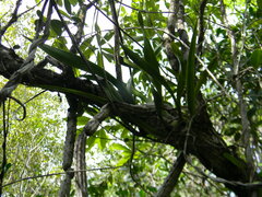 Encyclia