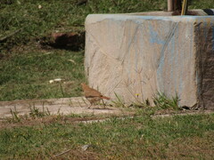 Furnarius rufus