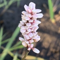 Persicaria limbata image