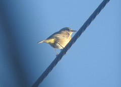 Setophaga palmarum