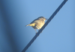 Setophaga palmarum