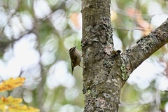 Setophaga coronata