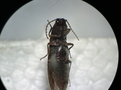 Melanotus longulus oregonensis