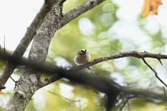 Setophaga coronata