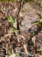 Metardaris cosinga cosinga