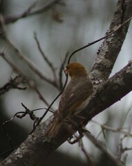 Anaplectes rubriceps