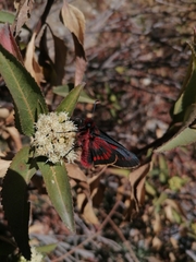 Metardaris cosinga cosinga