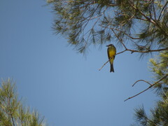 Tyrannus melancholicus