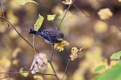 Setophaga coronata
