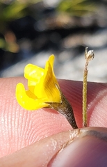 Lebeckia wrightii