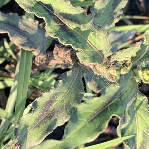 Persicaria limbata image