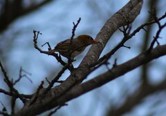 Anaplectes rubriceps