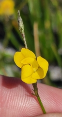 Lebeckia wrightii