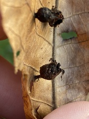 Phylloxera caryaegummosa