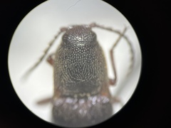 Melanotus longulus oregonensis