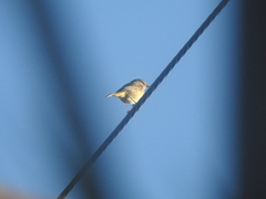 Setophaga palmarum