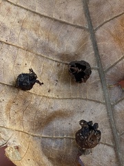 Phylloxera caryaegummosa