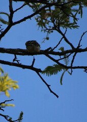 Pogoniulus chrysoconus