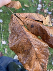 Phylloxera caryaegummosa