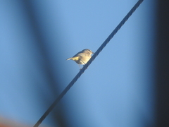 Setophaga palmarum