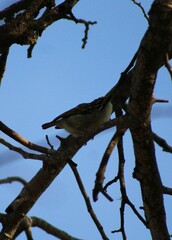 Pogoniulus chrysoconus
