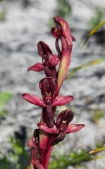 Disa ophrydea