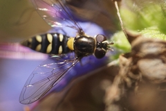 Allograpta hortensis