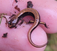 Plethodon vehiculum