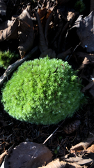 Leucobryum glaucum