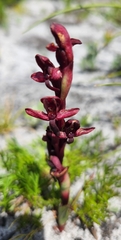 Disa ophrydea