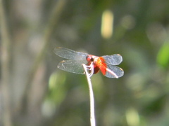 Erythrodiplax fervida