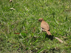 Furnarius rufus