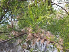 Tamarix ramosissima