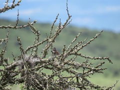 Spizella atrogularis