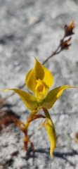 Disa tenuifolia
