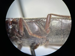 Melanotus longulus oregonensis