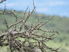 Spizella atrogularis